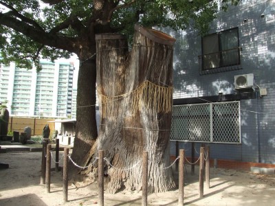  大楠菩萨（谢国明之墓）の画像
