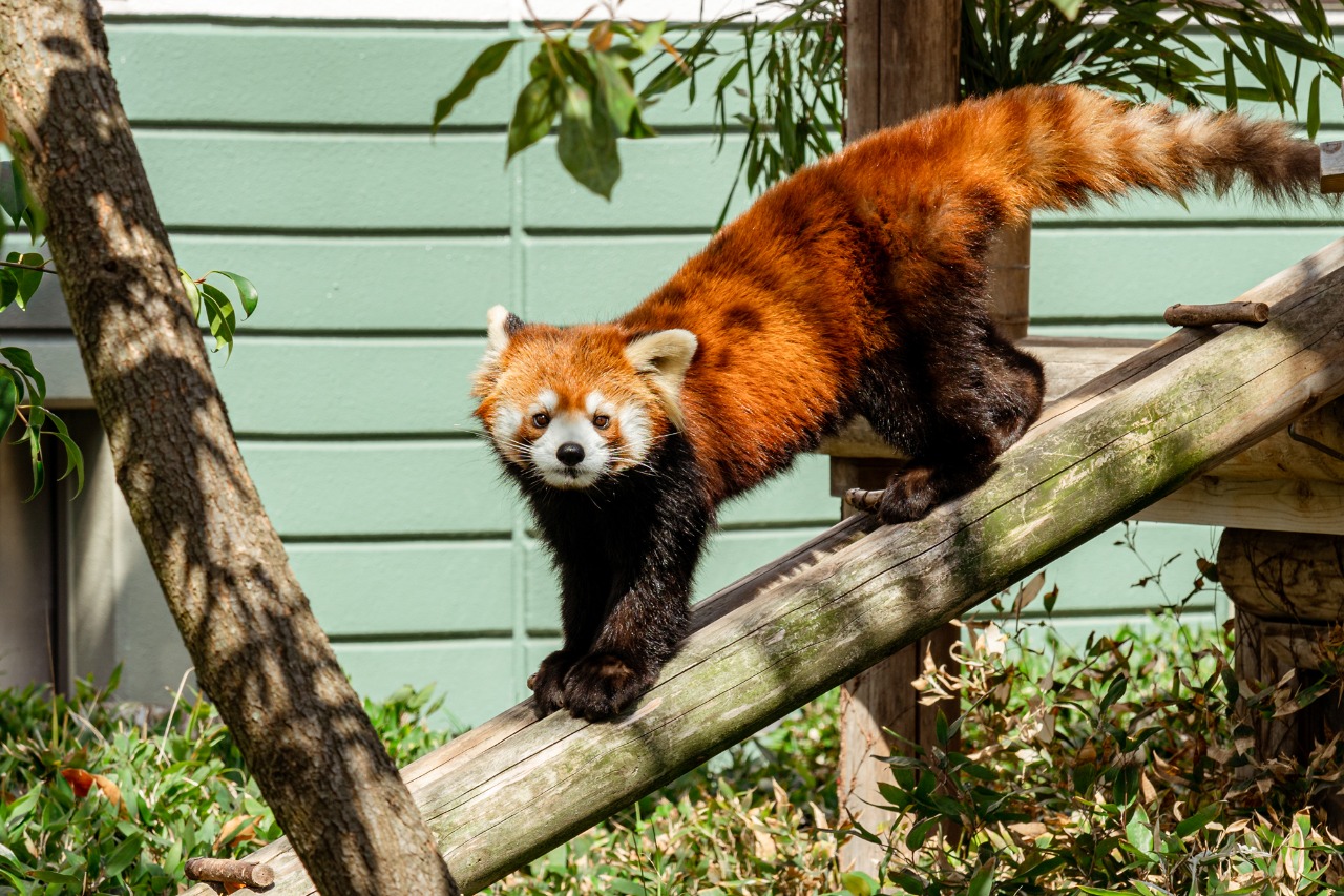 Fukuoka City Zoological Garden